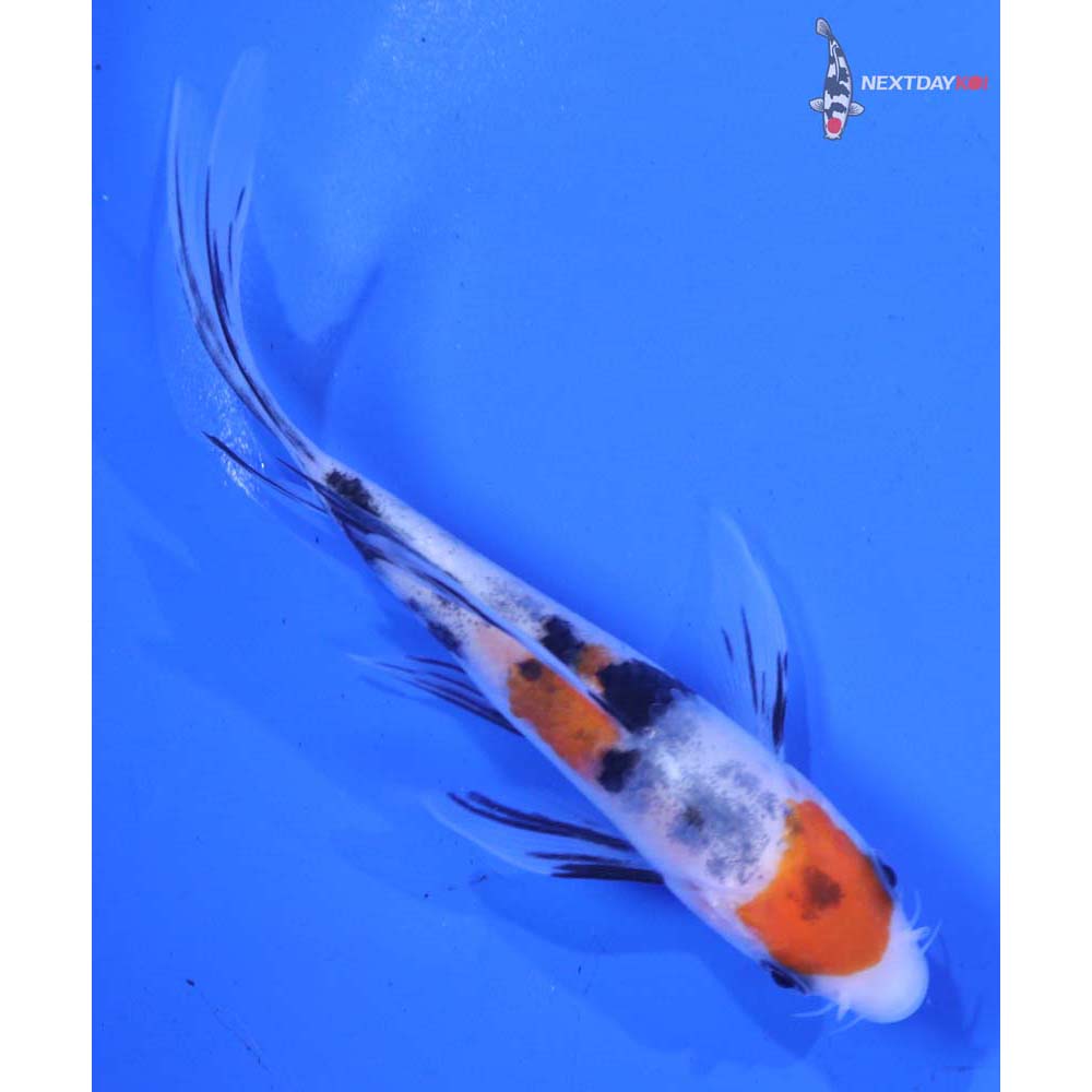 5” Imported Sanke Butterfly Koi
