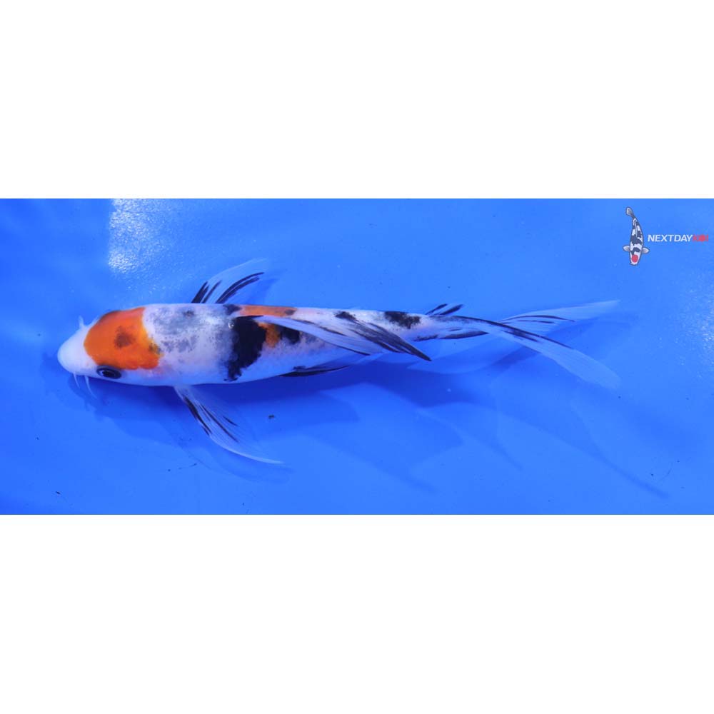 5” Imported Sanke Butterfly Koi