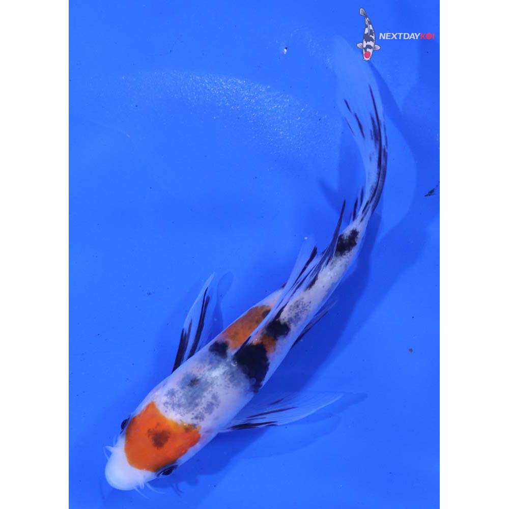 5” Imported Sanke Butterfly Koi