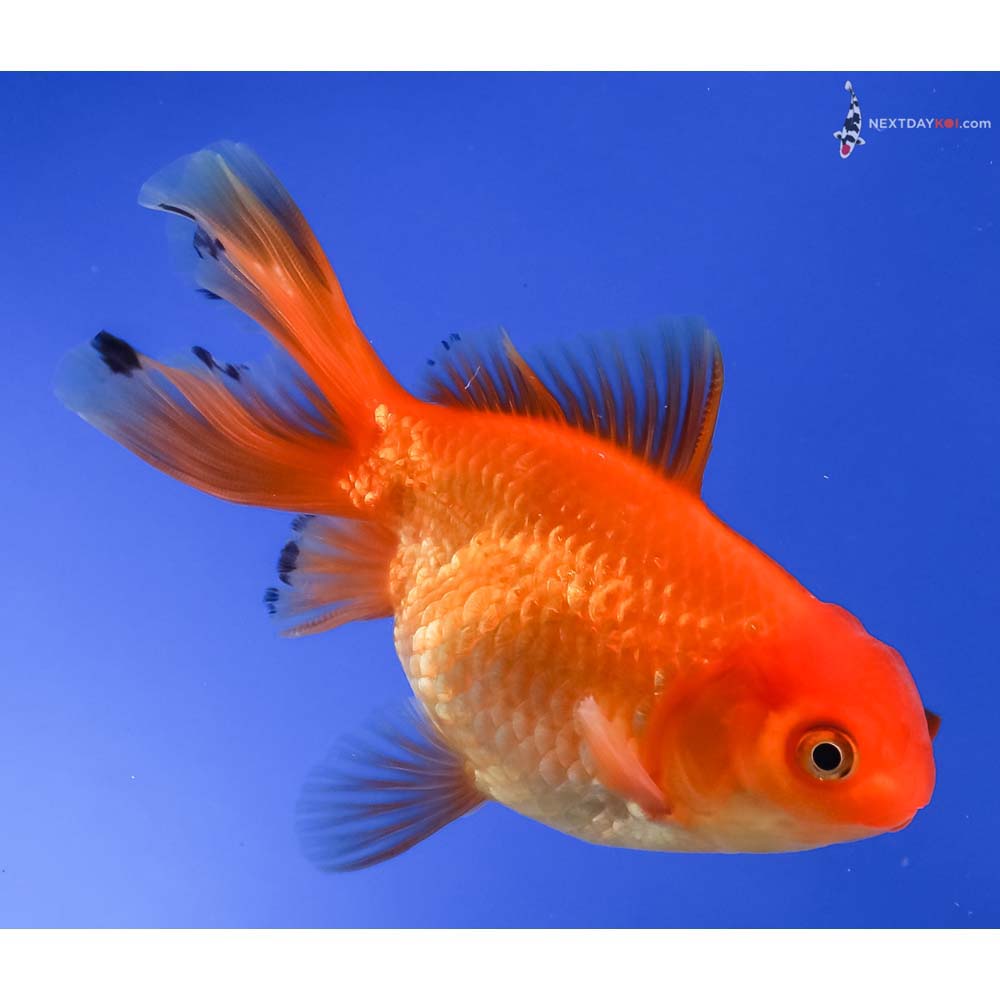 4” Imported Red Oranda