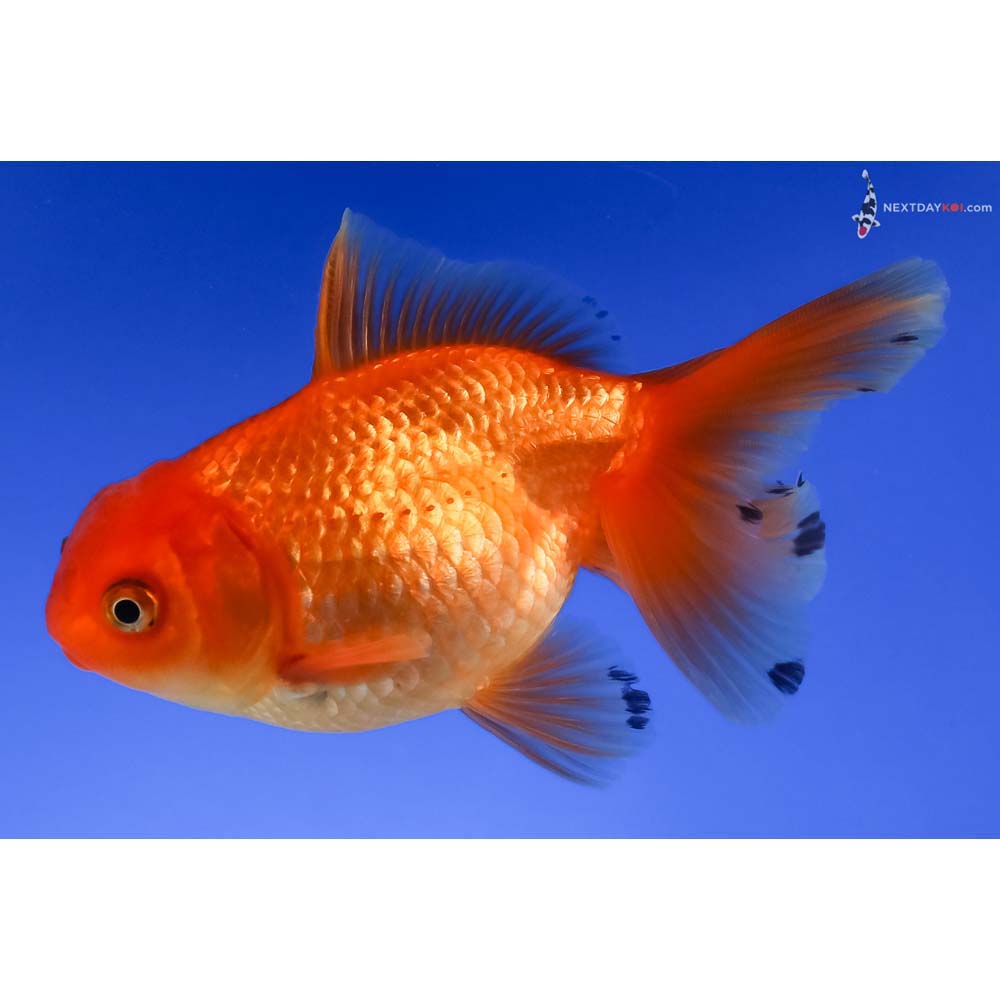 4” Imported Red Oranda