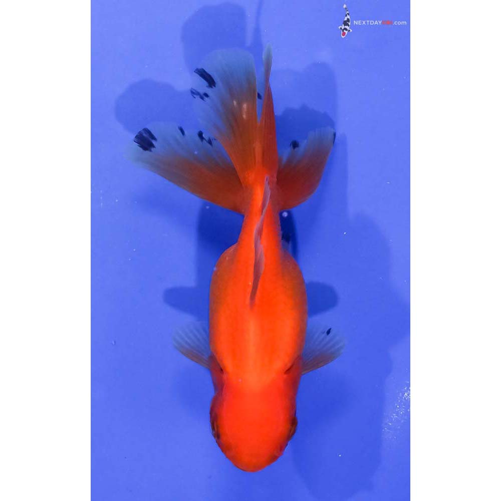 4” Imported Red Oranda