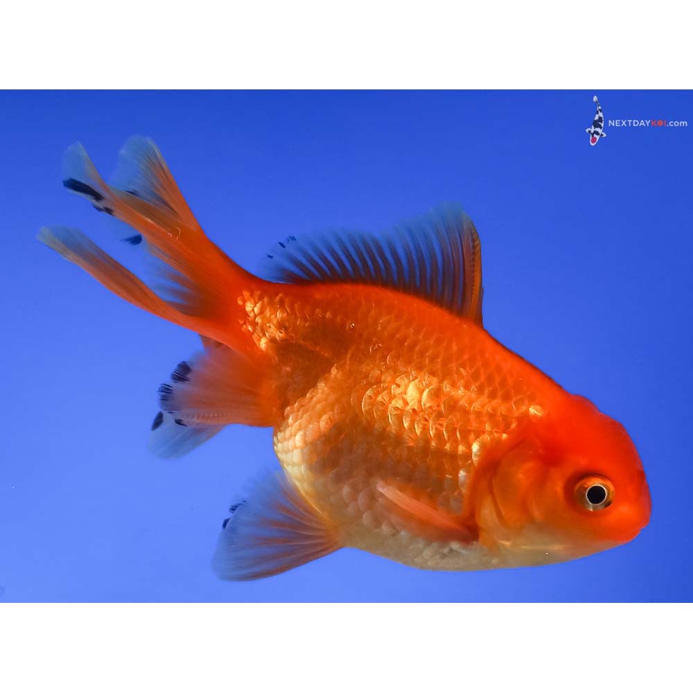 4” Imported Red Oranda