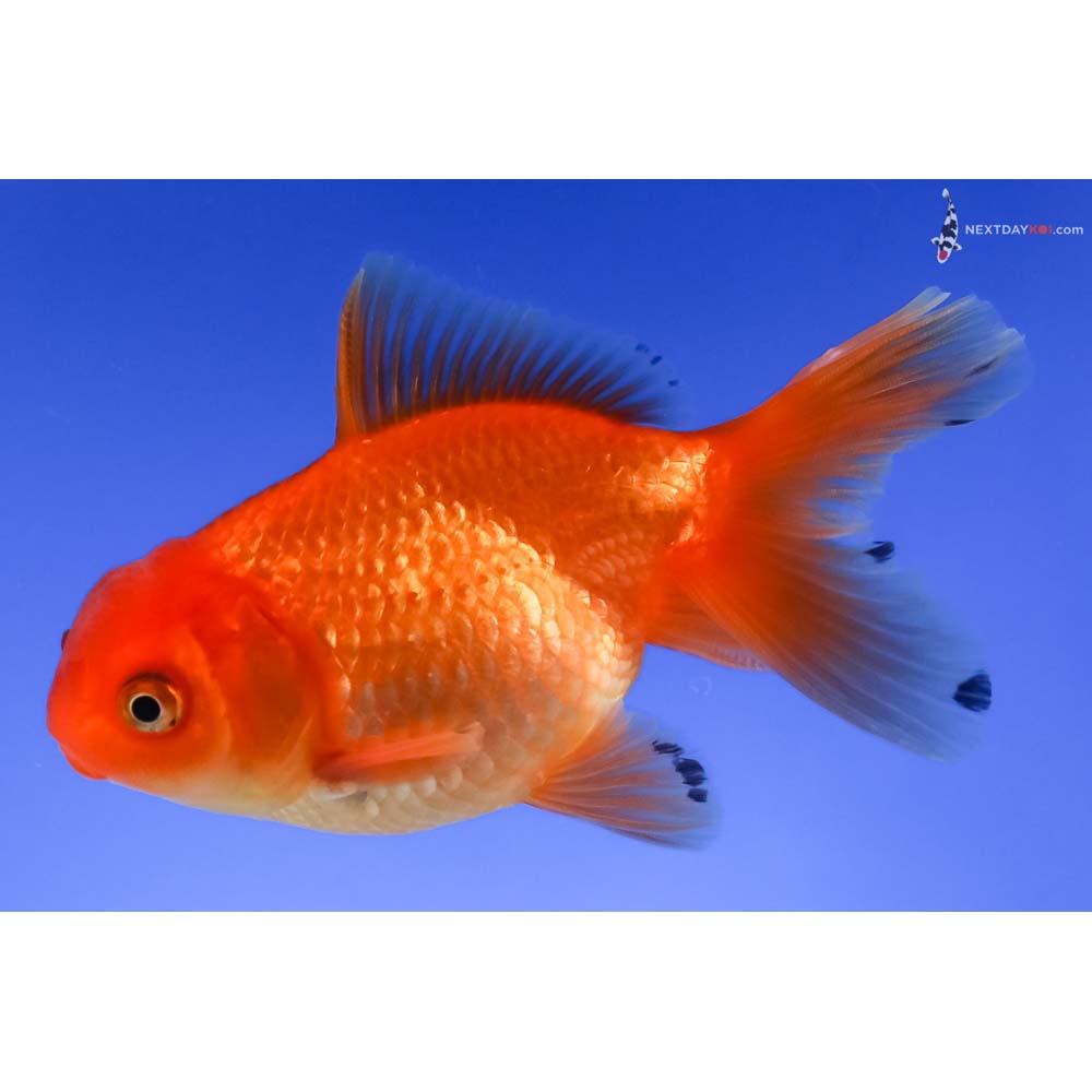 4” Imported Red Oranda