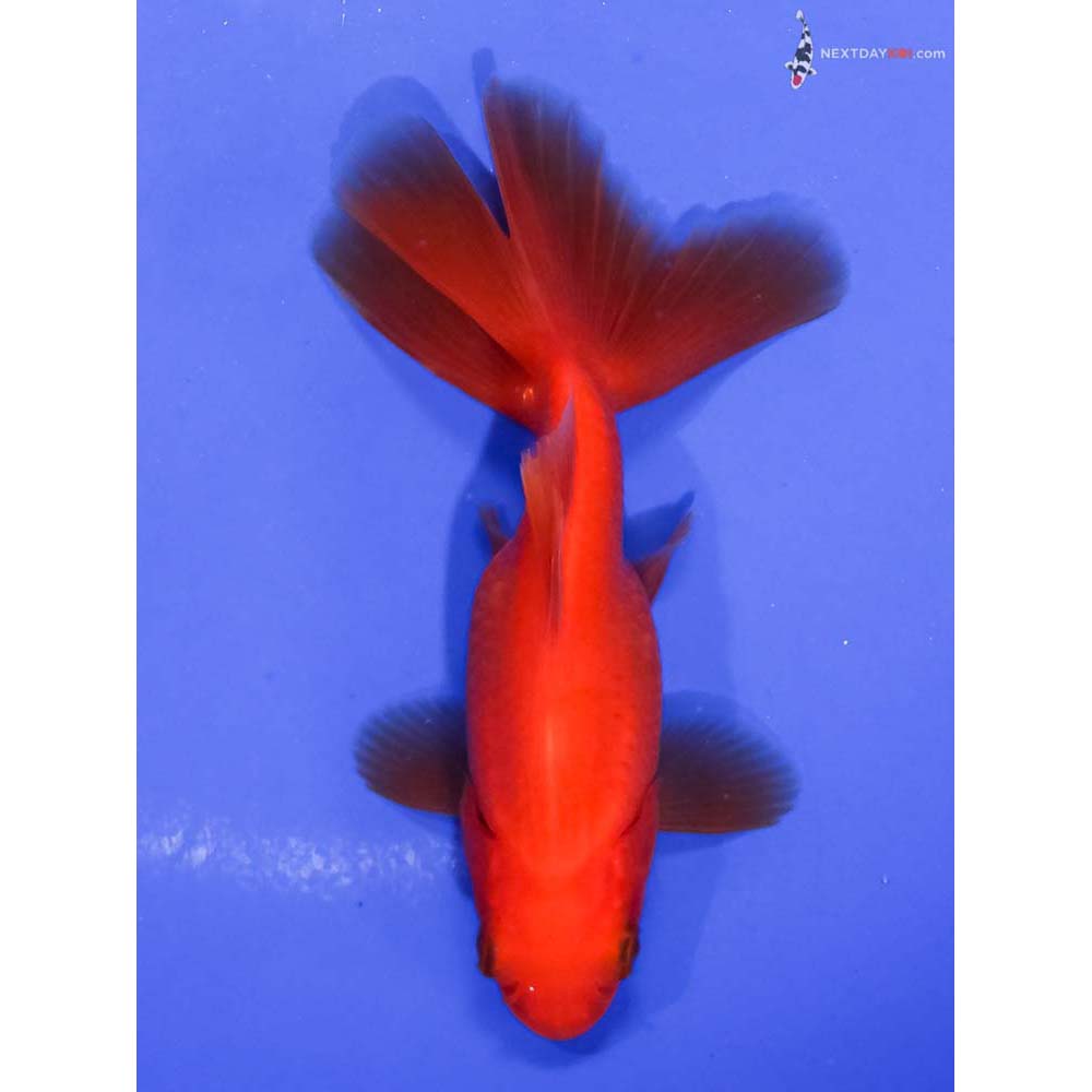 4” Imported Red Fantail