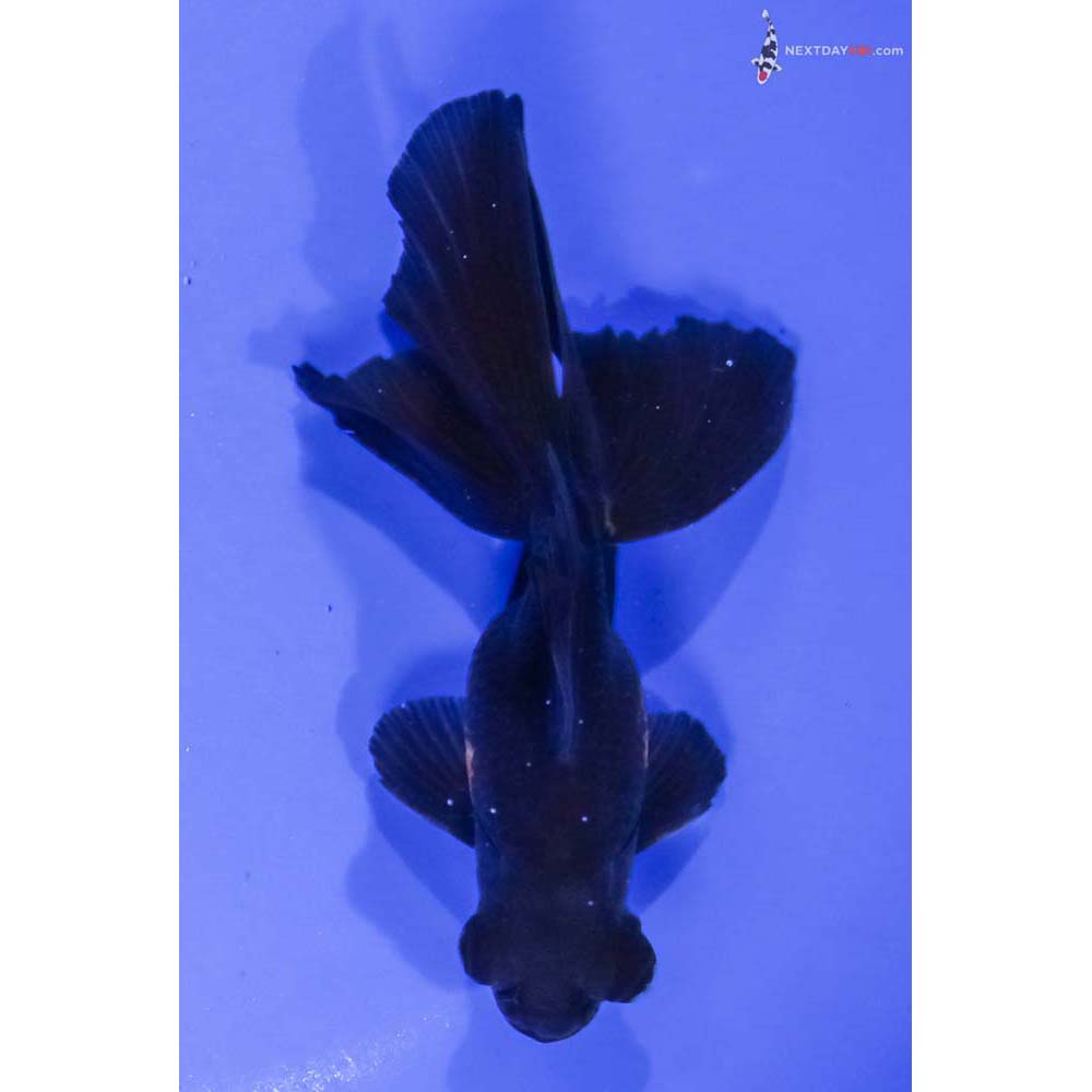 4.5” Imported Male Red and Black Telescope Fantail