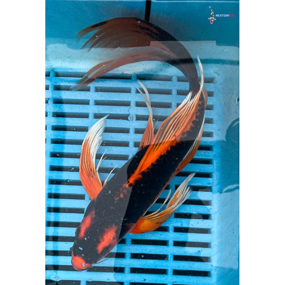 10-12” Imported Orenji Matsuba Butterfly Koi