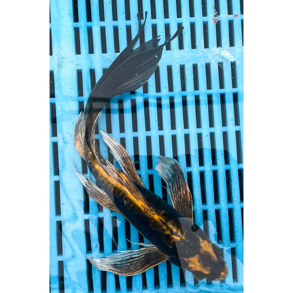 10-12” Imported Kin Kikokuryu Butterfly Koi