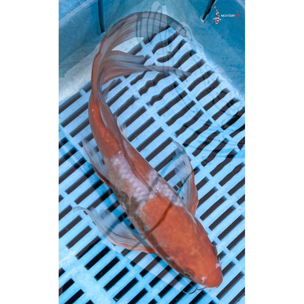 10-12” Imported Ochiba Shigure Butterfly Koi