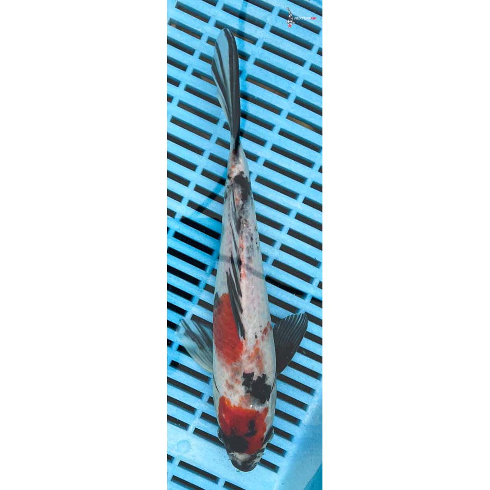 10-12” Imported Showa