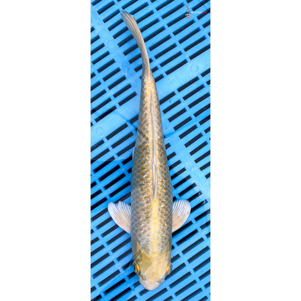 10-12” Imported Gin Rin Yamabuki Ogon