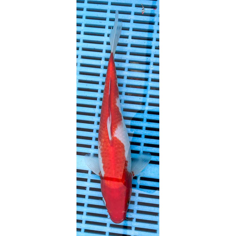 10-12” Imported Kohaku