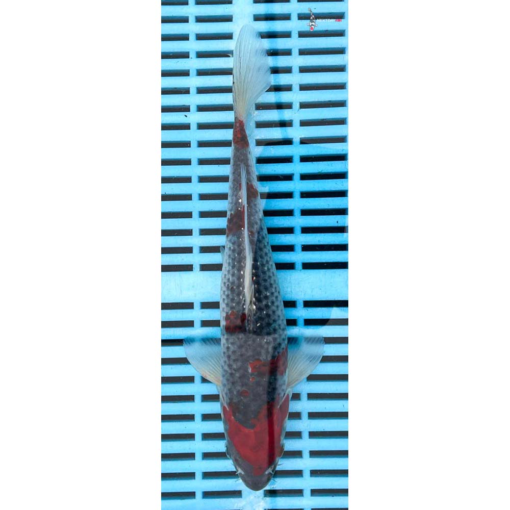 10-12” Imported Goshiki