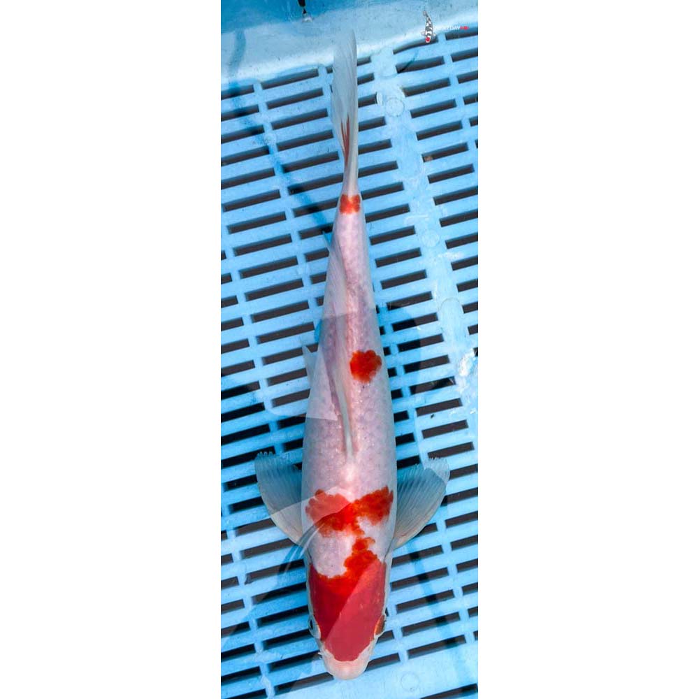 10-12” Imported Kohaku