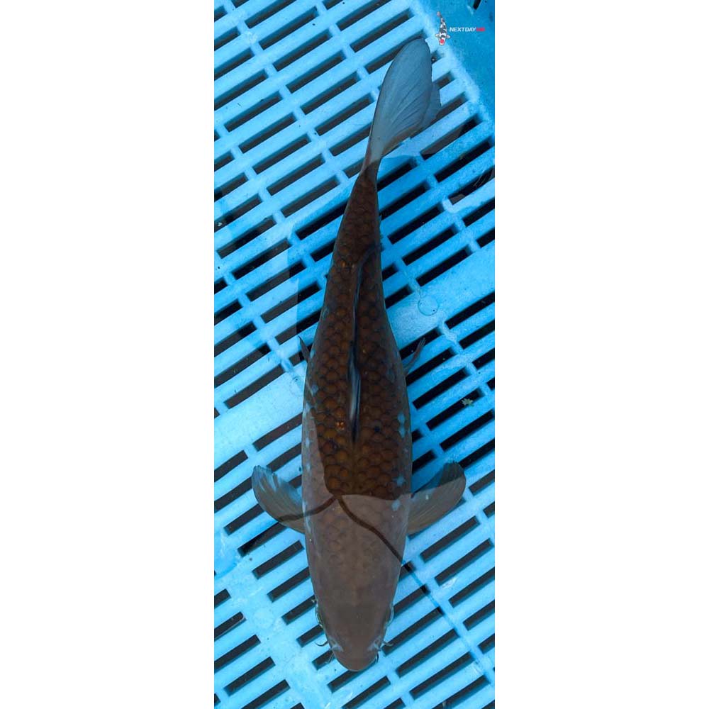 10-12” Imported Ochiba Shigure