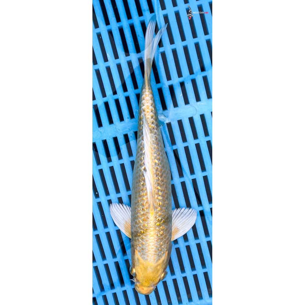 10-12” Imported Yamabuki Ogon