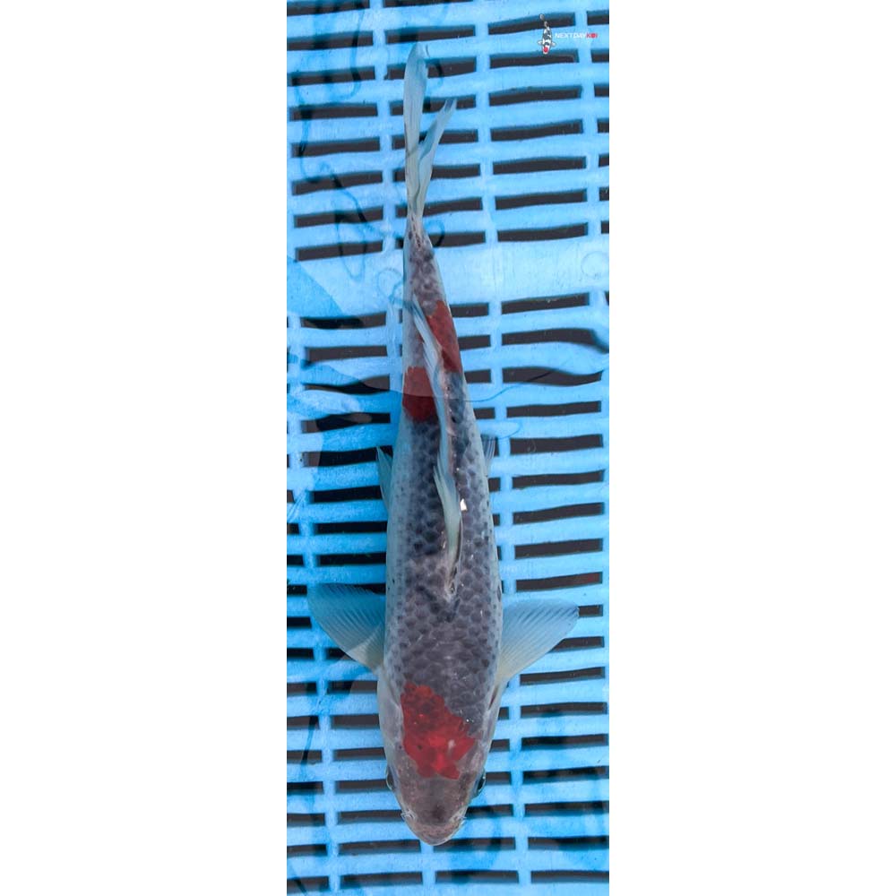 10-12” Imported Goshiki