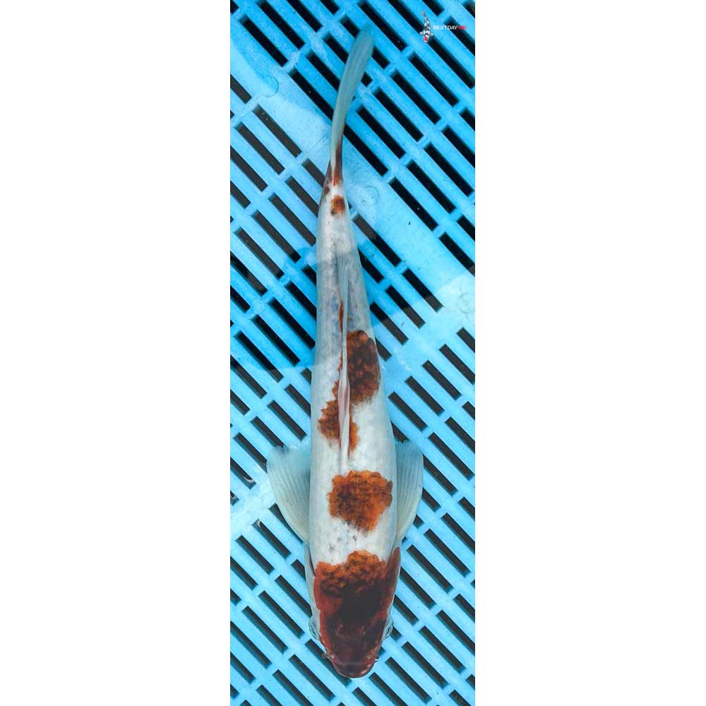 10-12” Imported Goromo