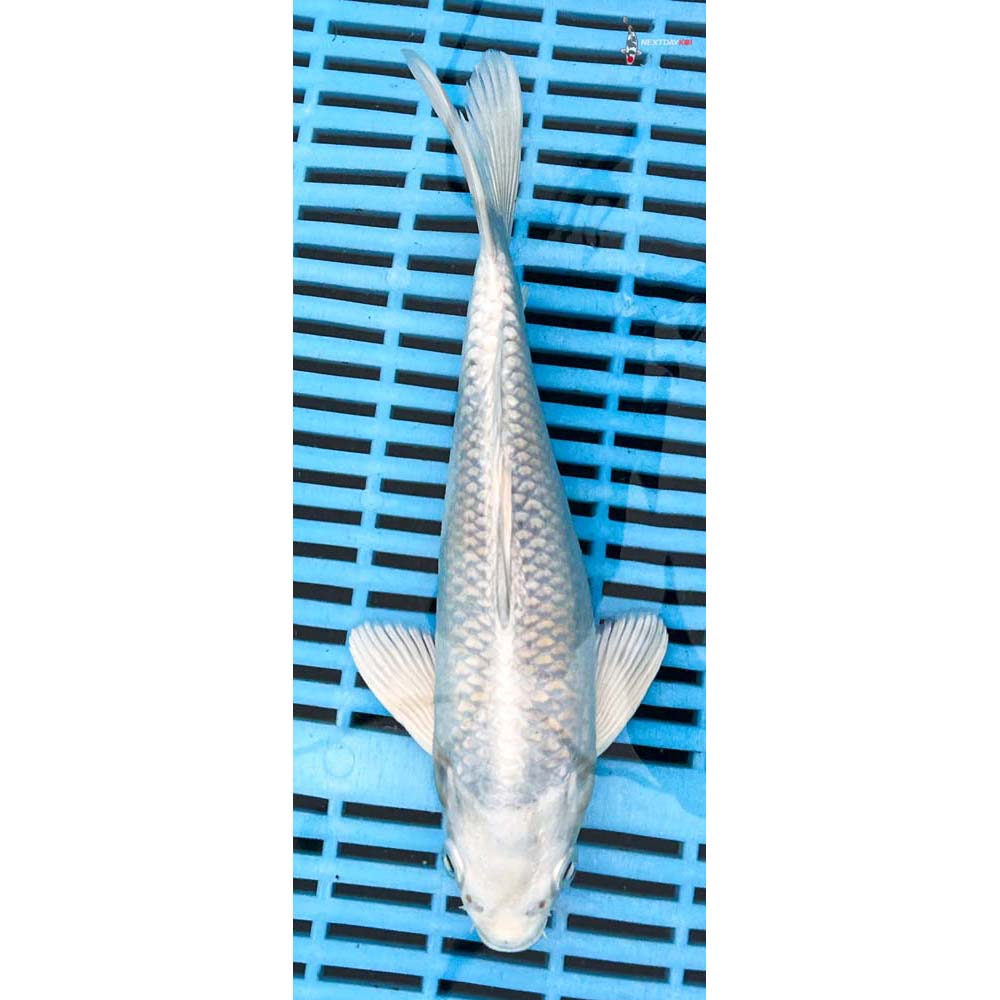 10-12” Imported Platinum Ogon