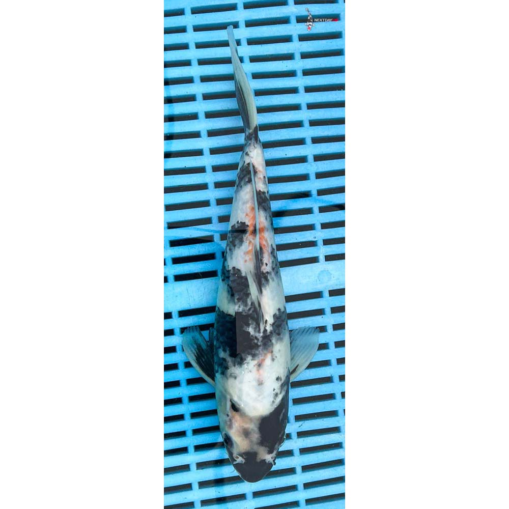 10-12” Imported Showa