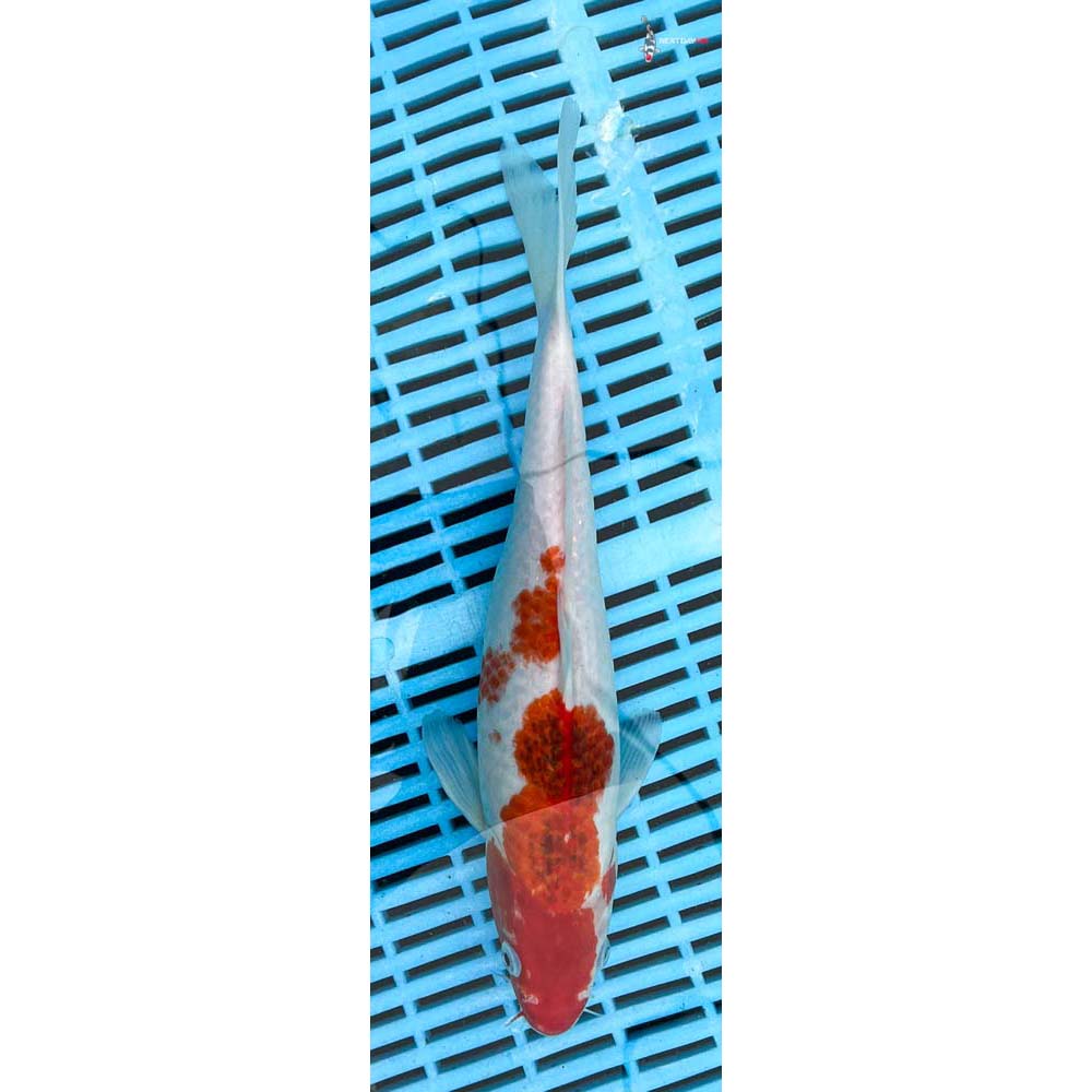 10-12” Imported Goromo