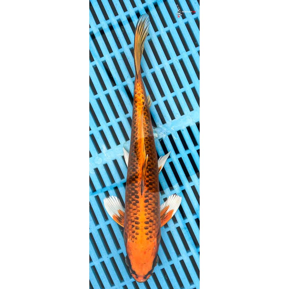 10-12” Imported Orenji Matsuba