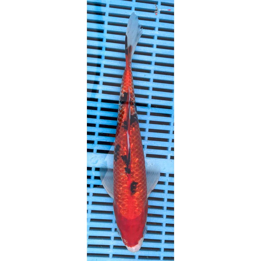 10-12” Imported Sanke