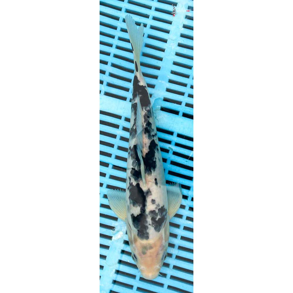 10-12” Imported Shiro Bekko