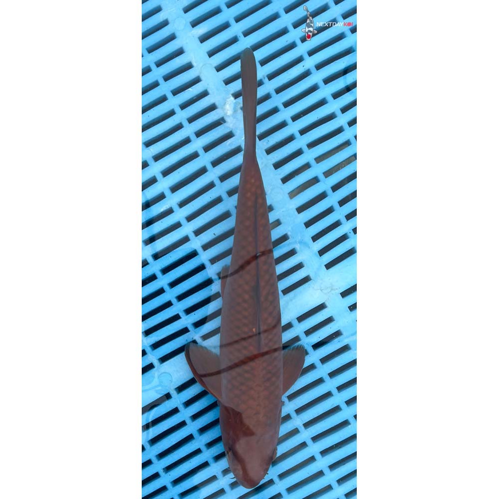 10-12” Imported Chagoi