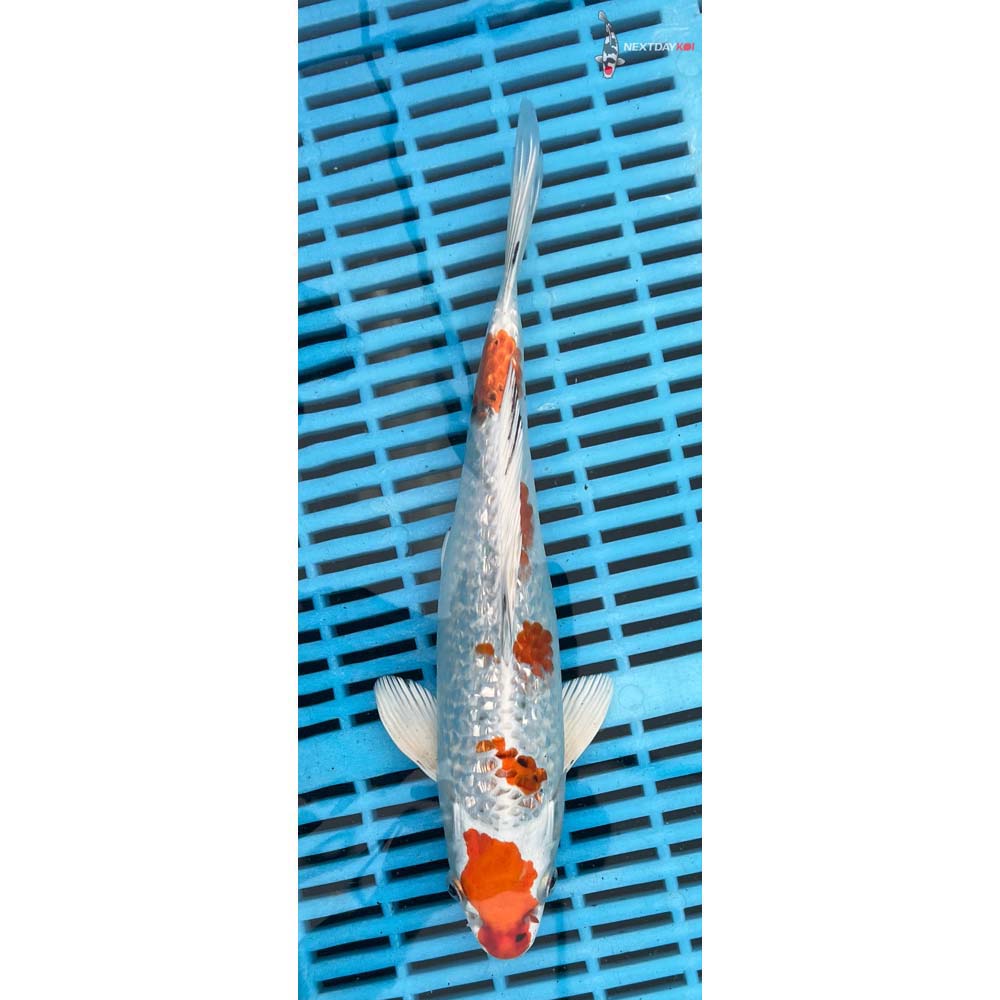 10-12” Imported Gin Rin Yamato Nishiki
