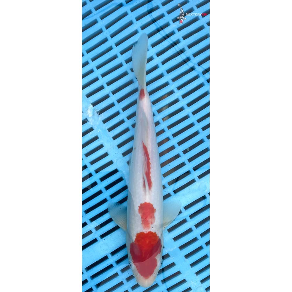 10-12” Imported Kohaku