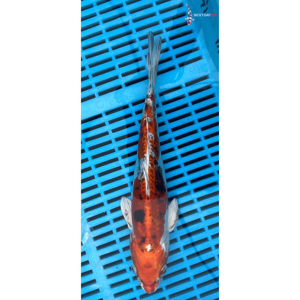 10-12” Imported Heisei Nishiki