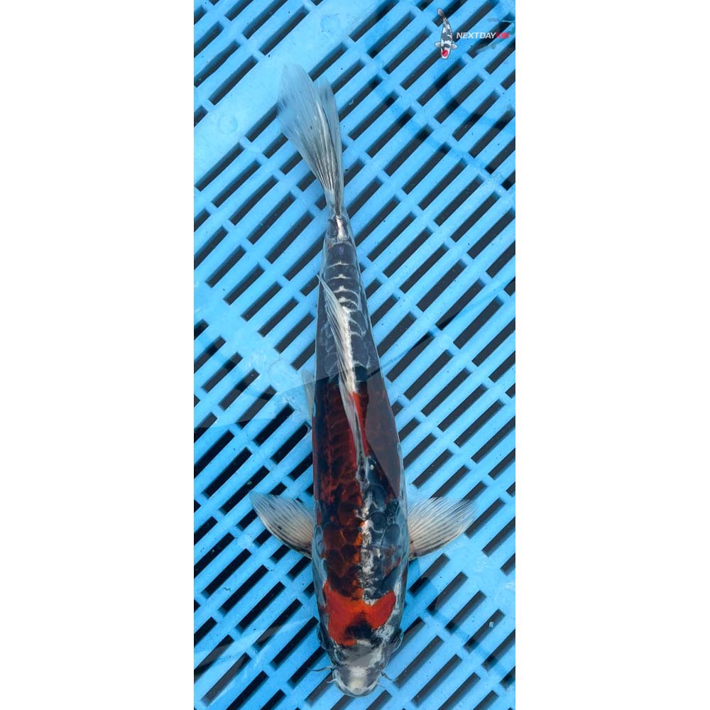 10-12” Imported Kin Kikokuryu