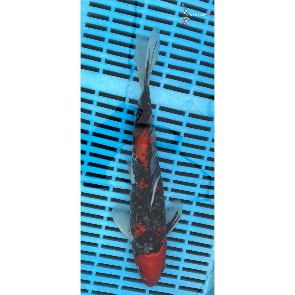 10-12” Imported Goshiki