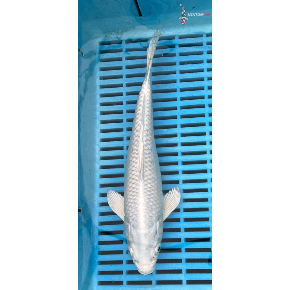 10-12” Imported Platinum Ogon