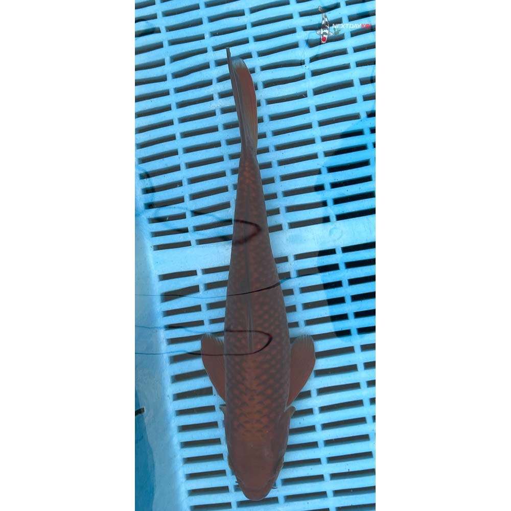 10-12” Imported Chagoi