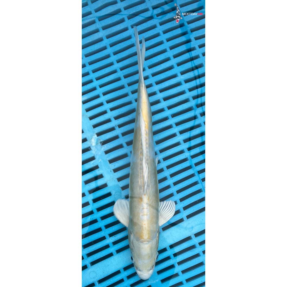 10-12” Imported Doitsu Lemon Hariwake