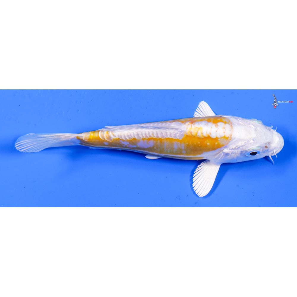 5” Imported Doitsu Lemon Hariwake