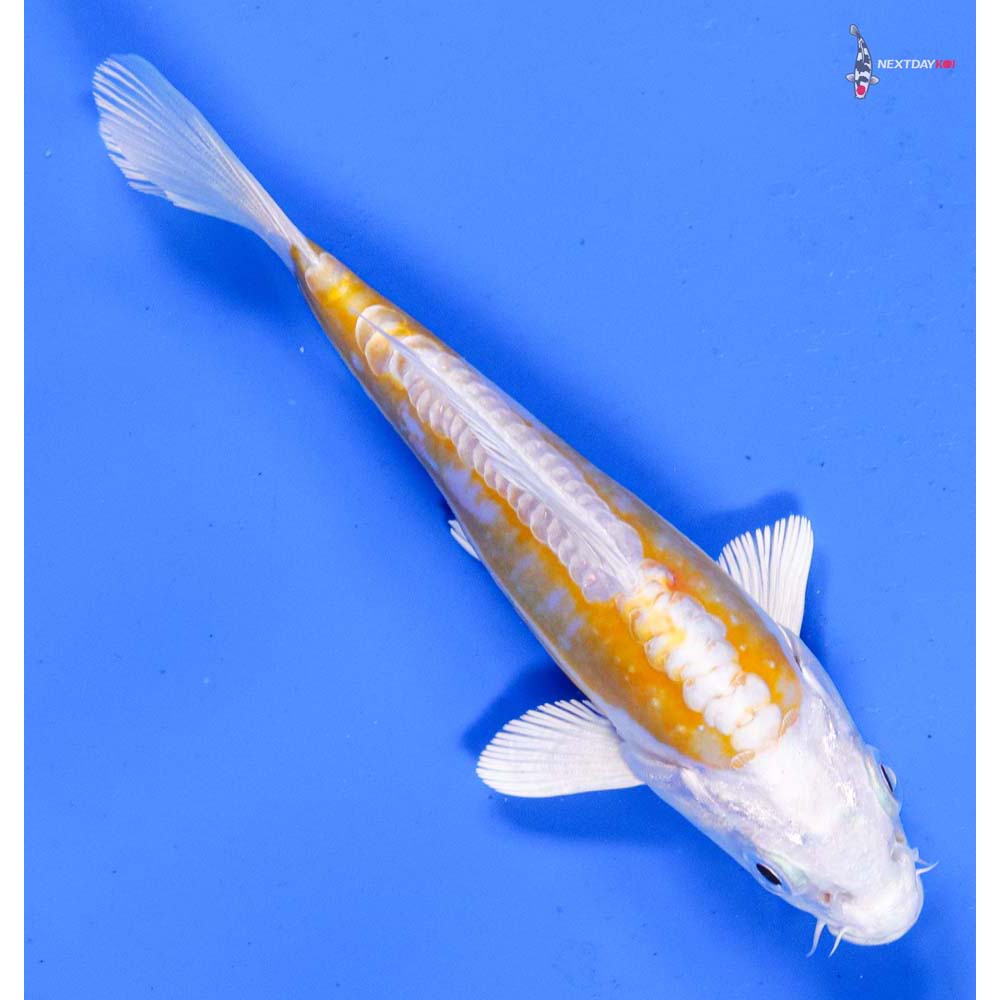 5” Imported Doitsu Lemon Hariwake