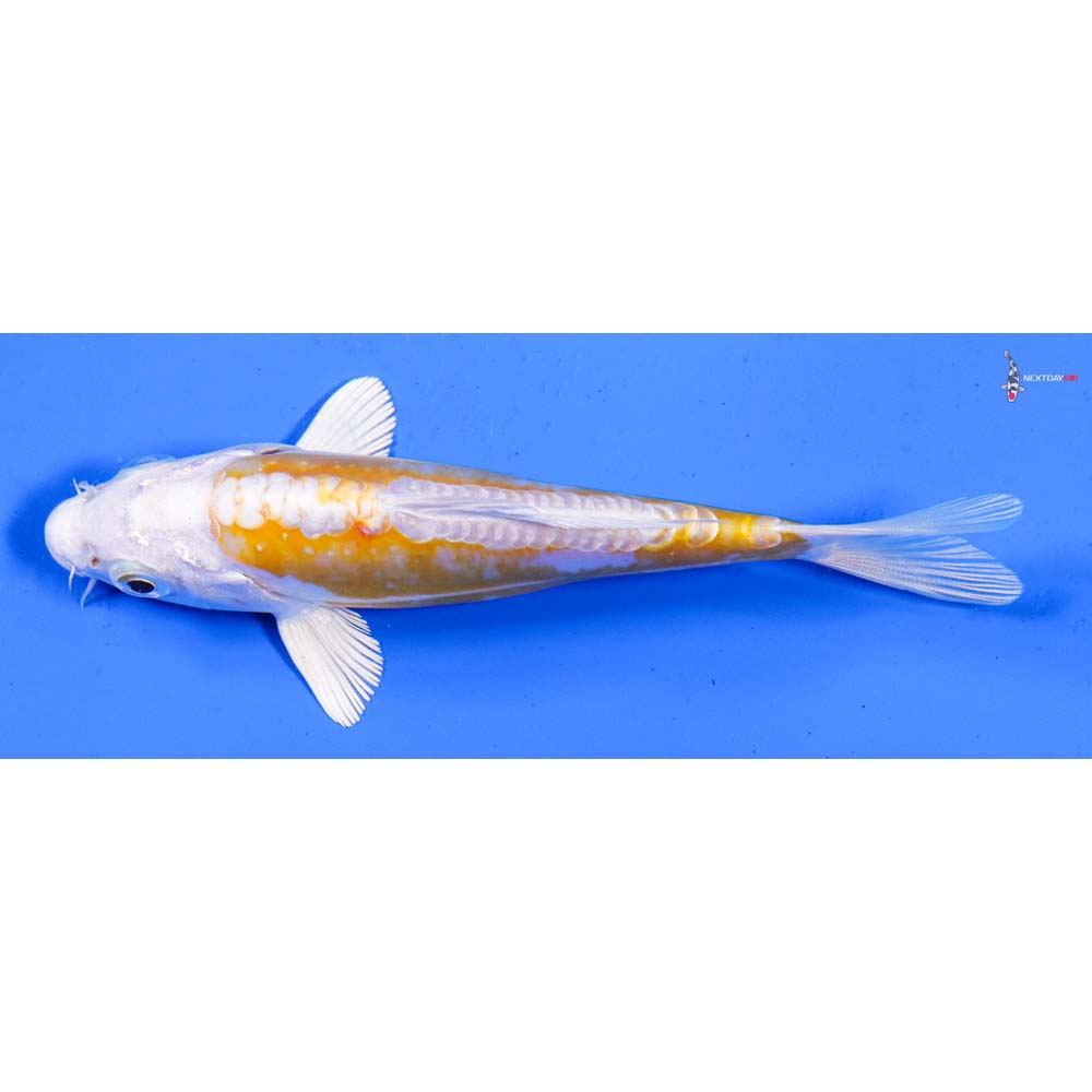 5” Imported Doitsu Lemon Hariwake