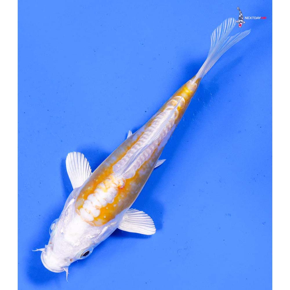 5” Imported Doitsu Lemon Hariwake