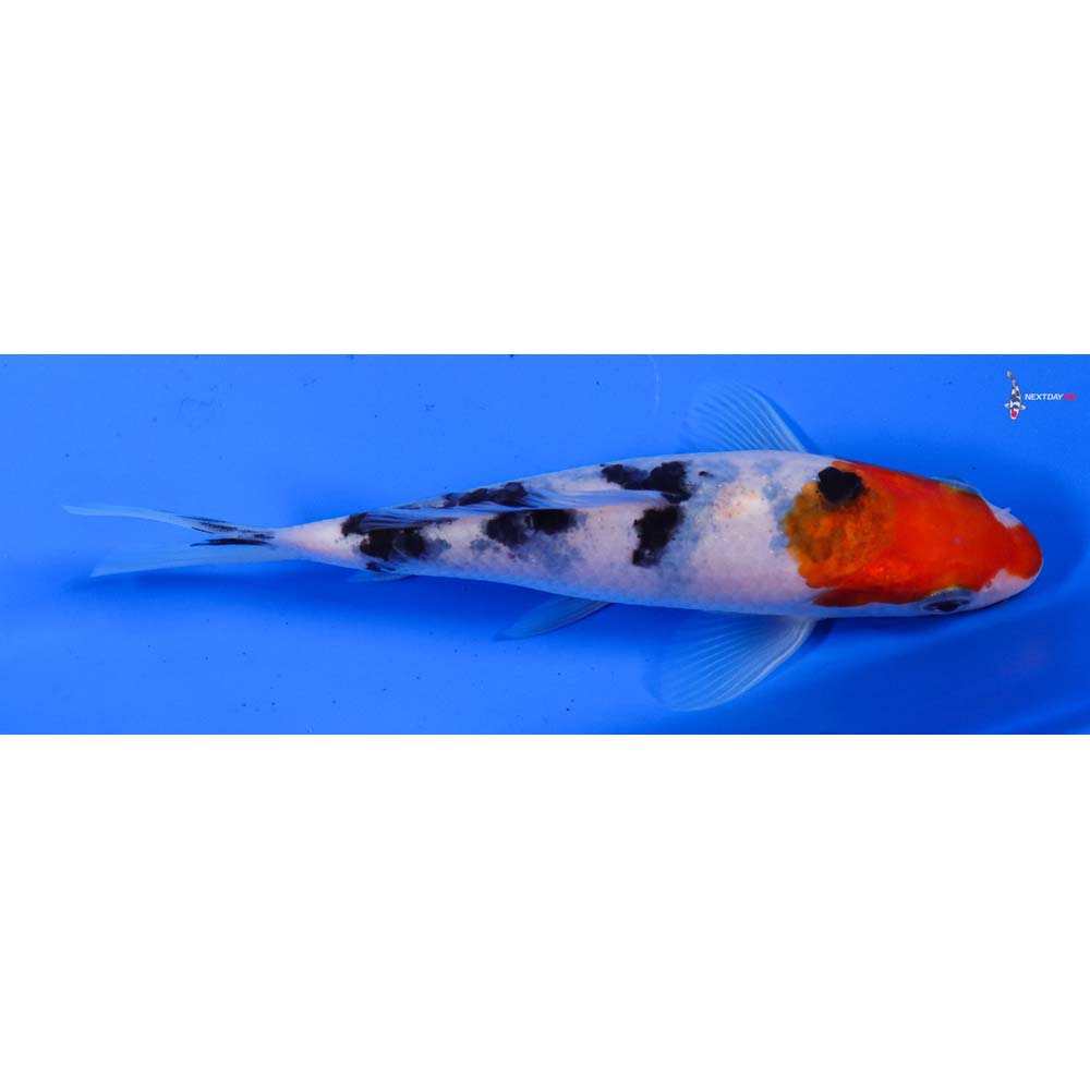 5.5” Imported Sanke