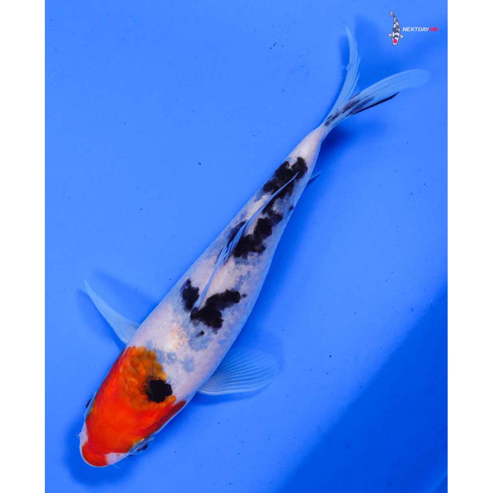 5.5” Imported Sanke