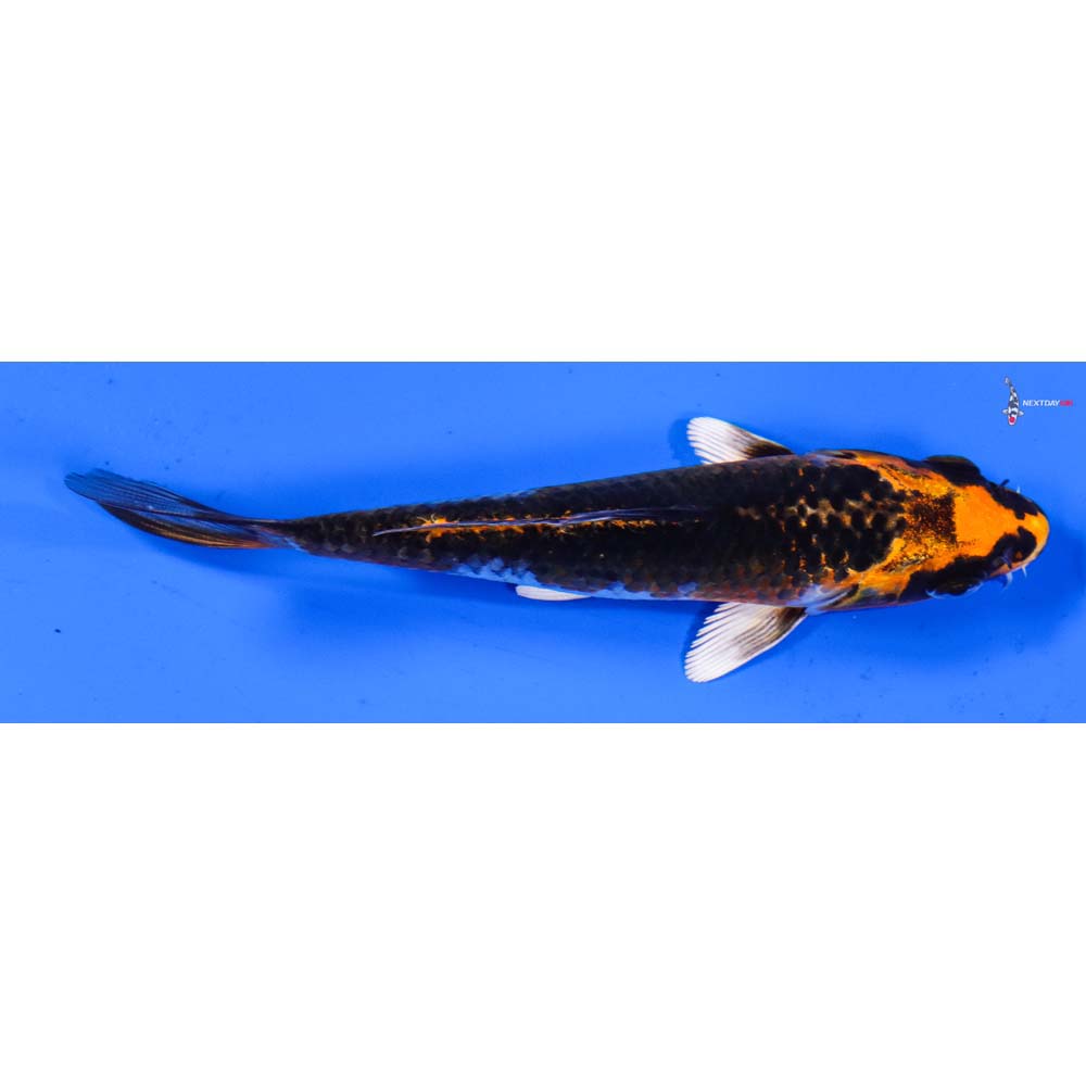 5.5” Imported Kujaku