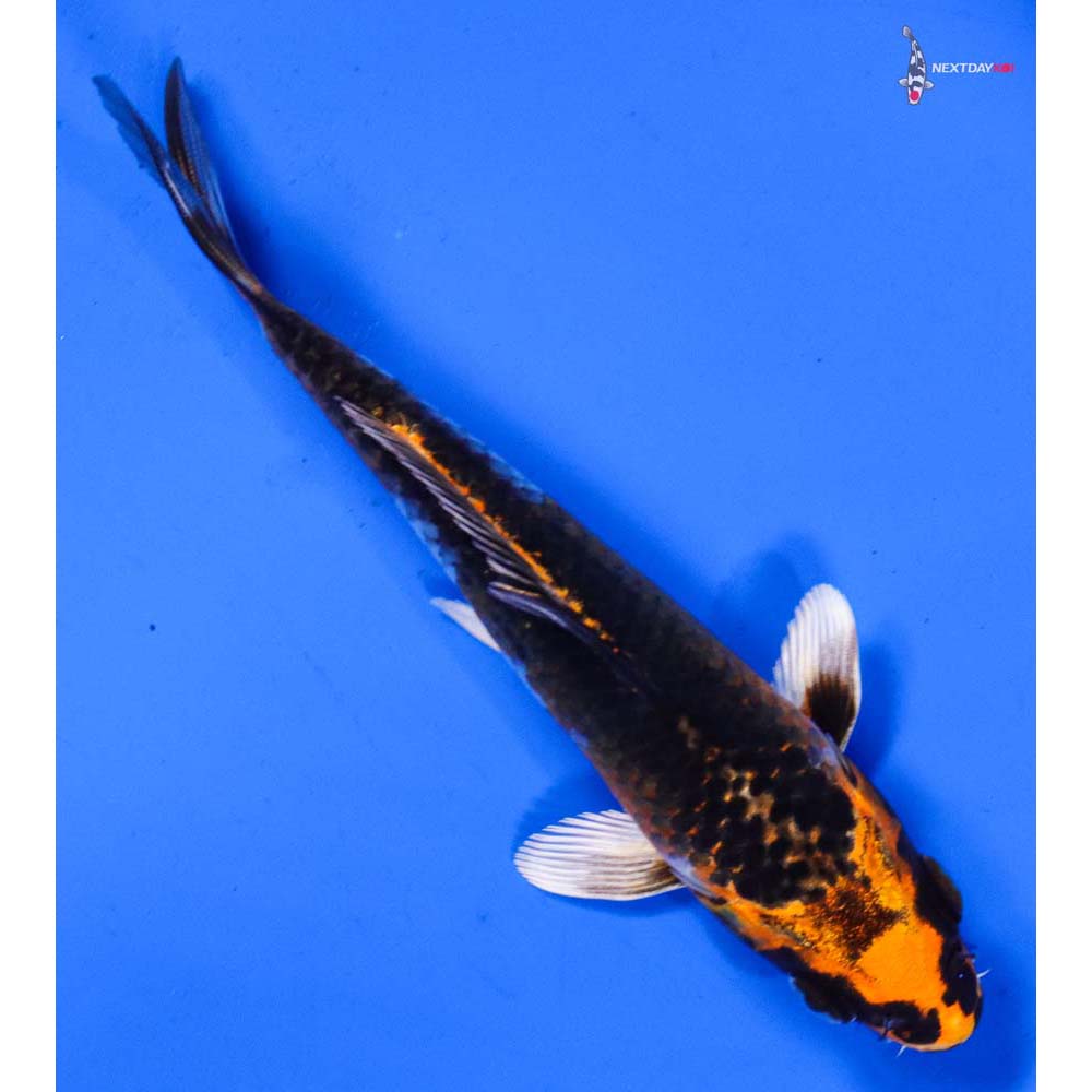 5.5” Imported Kujaku