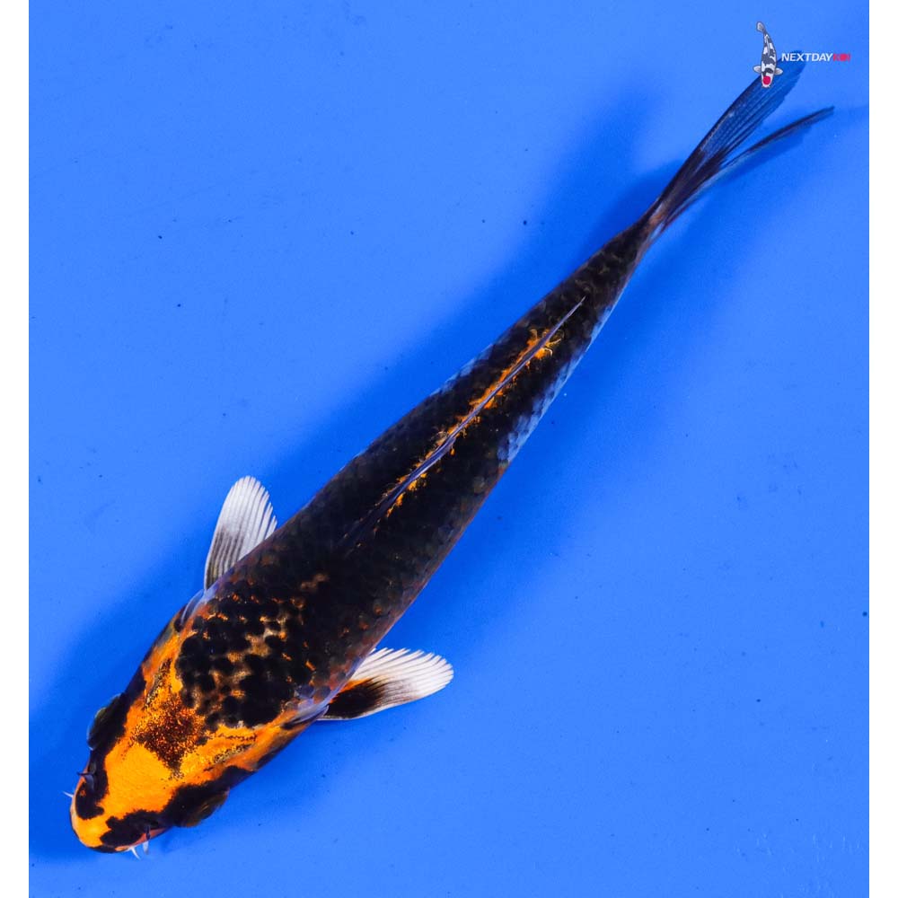 5.5” Imported Kujaku