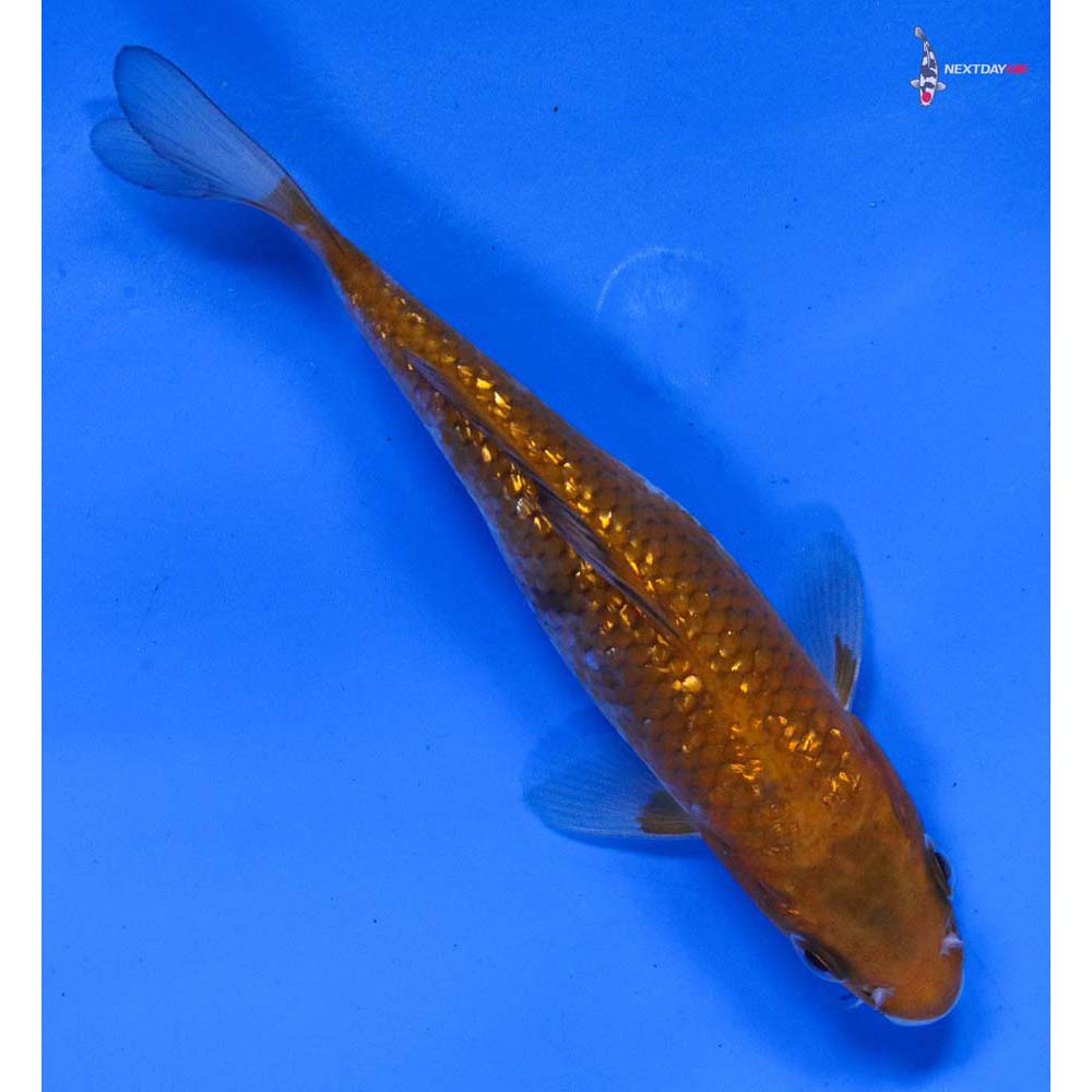 5.5” Imported Gin Rin Ochiba Shigure