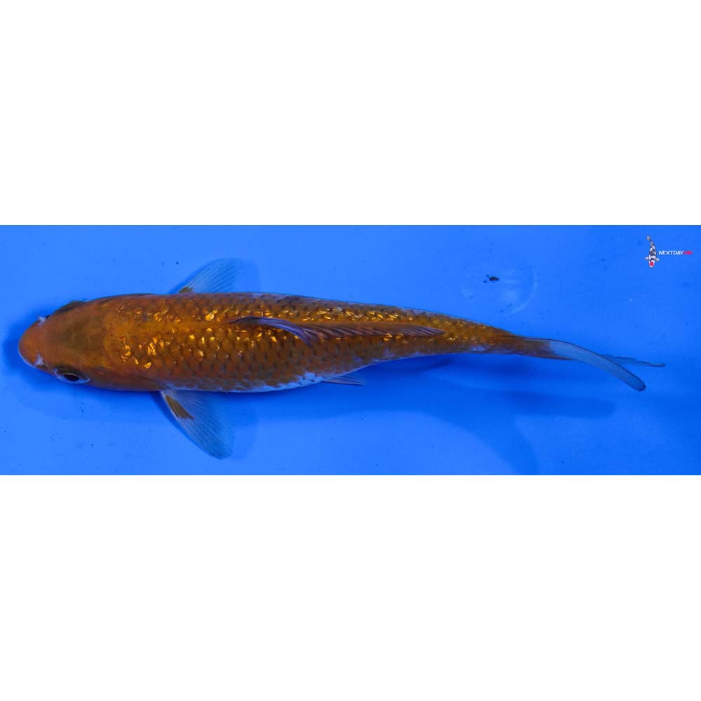 5.5” Imported Gin Rin Ochiba Shigure