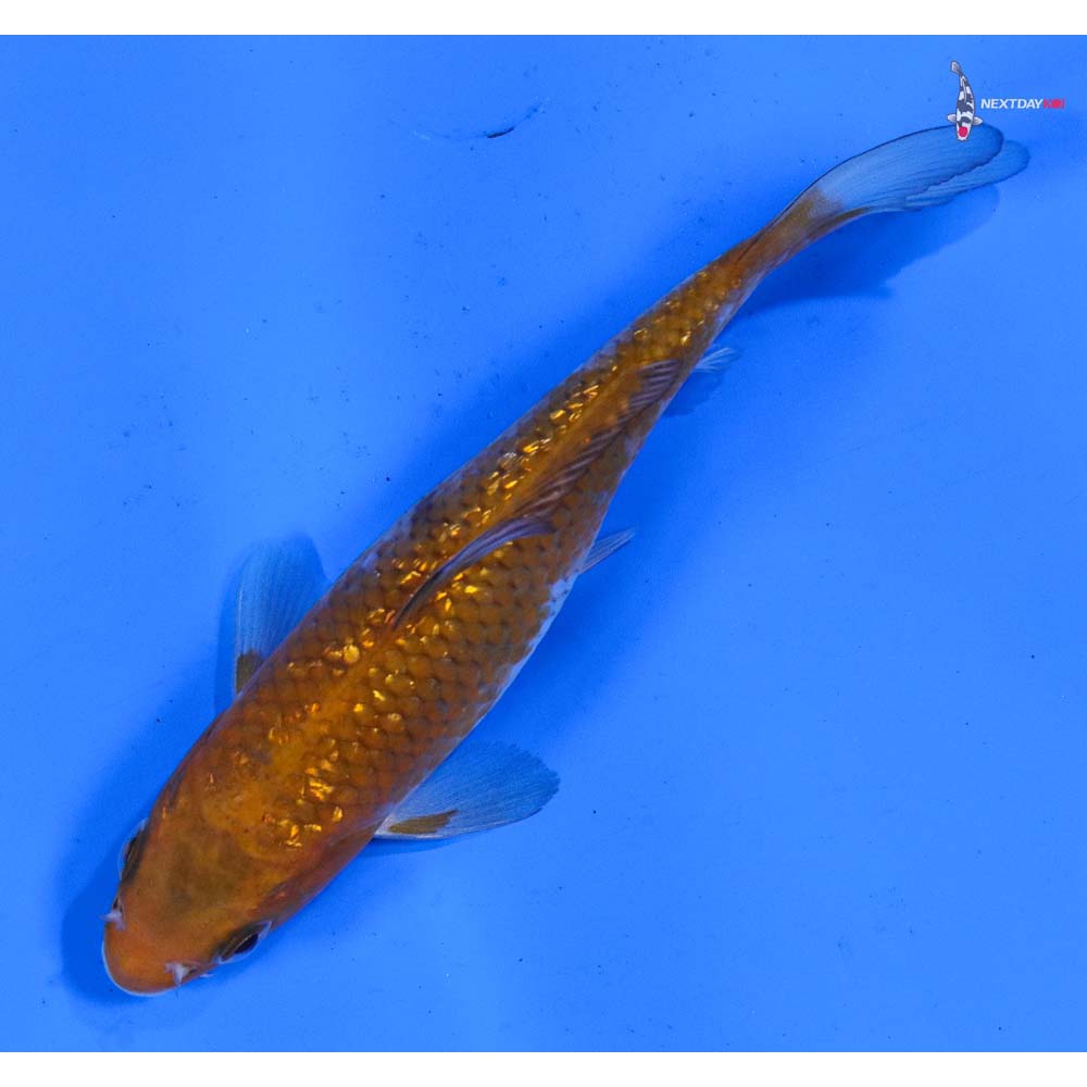 5.5” Imported Gin Rin Ochiba Shigure