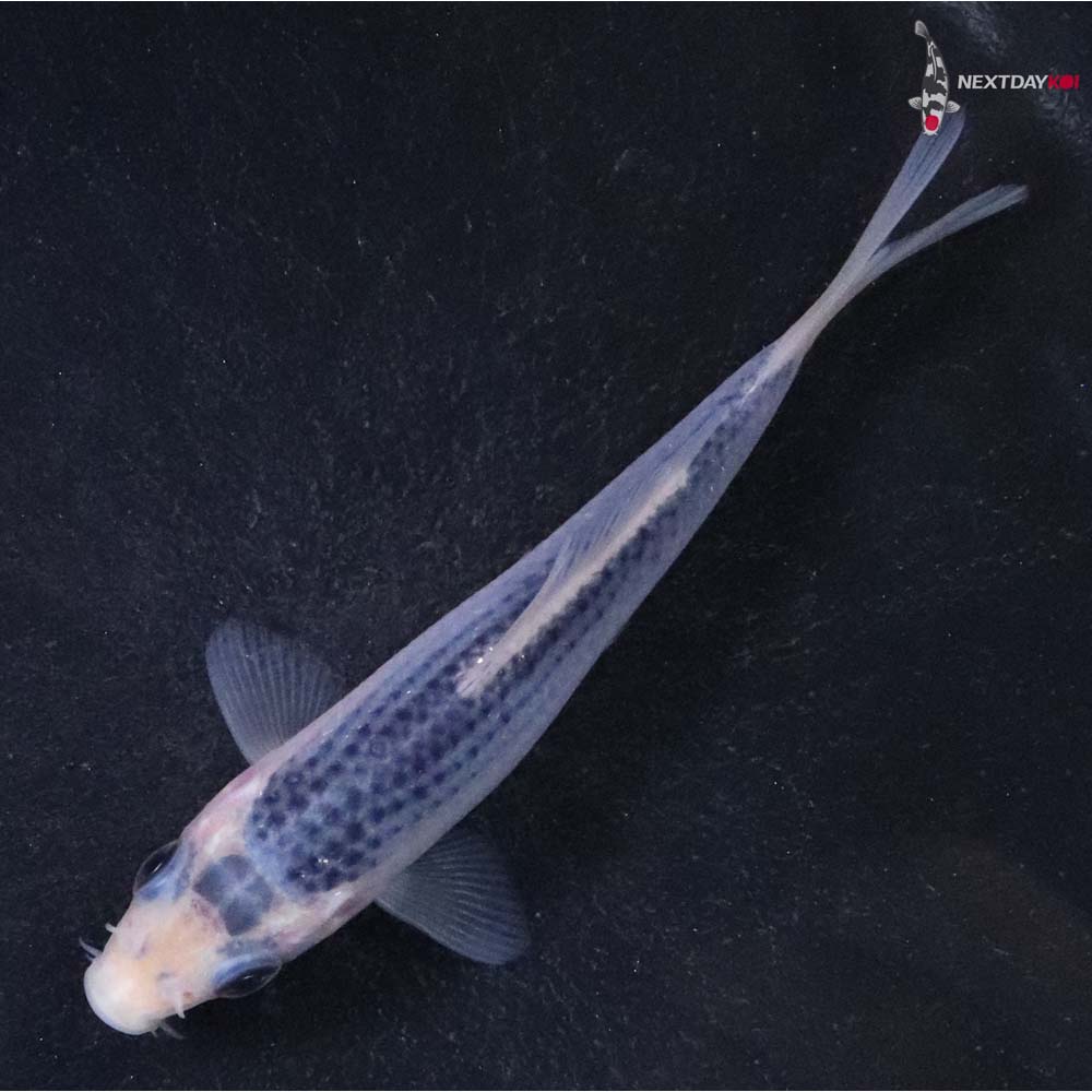 4” Imported Asagi